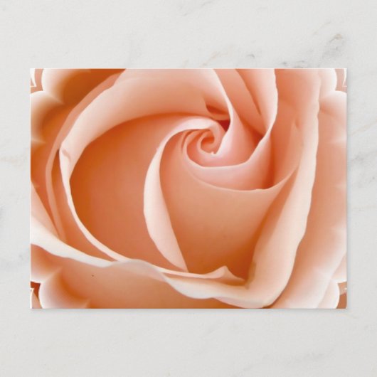 Carte postale photo rose (Devant)