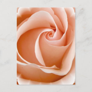 Carte postale photo rose