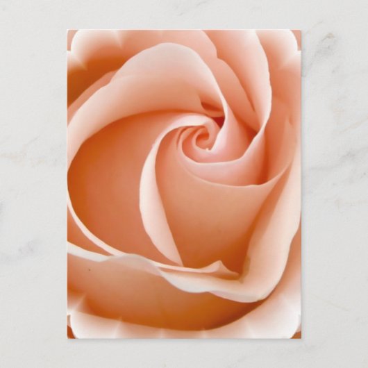 Carte postale photo rose (Devant)