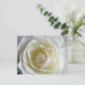 Carte Postale Photo Rose blanche (Debout devant)
