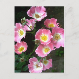 Carte Postale Photo Rose du jardin secret