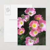 Carte Postale Photo Rose du jardin secret (Devant / Derrière)