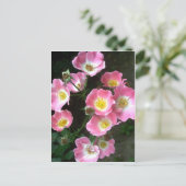 Carte Postale Photo Rose du jardin secret (Debout devant)