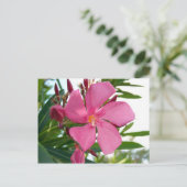 Carte Postale Photo rose Oleander (Debout devant)