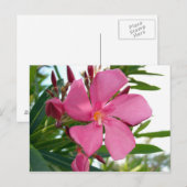 Carte Postale Photo rose Oleander (Devant / Derrière)