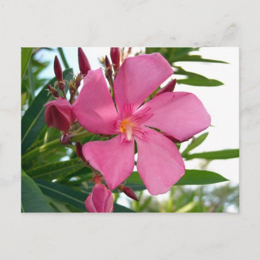 Carte Postale Photo rose Oleander (Devant)