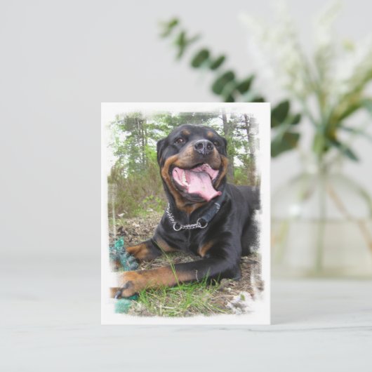 Carte postale photo Rottweiler (Debout devant)