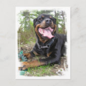 Carte postale photo Rottweiler (Devant)