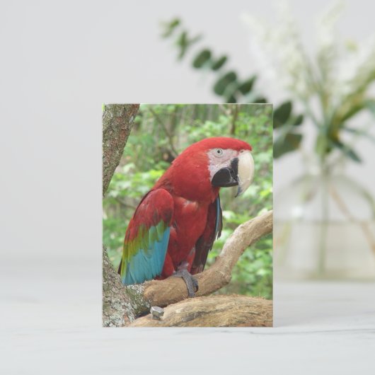 Carte postale Photo Scarlet Macaw (Debout devant)