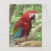 Carte postale Photo Scarlet Macaw (Devant)