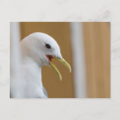 Carte Postale Photo Seagull Portrait (Devant)