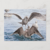 Carte Postale Photo Seagull Wildlife (Devant)