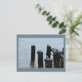 Carte postale Photo Seaguls (Debout devant)