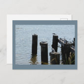 Carte postale Photo Seaguls (Devant / Derrière)