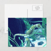 Carte Postale Photo Seahorse (Devant / Derrière)