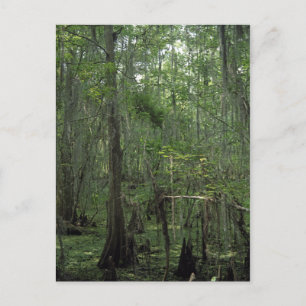 Carte postale photo Serenity Custom Louisiane