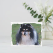 Carte postale photo Sheltie (Debout devant)