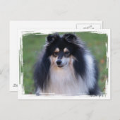 Carte postale photo Sheltie (Devant / Derrière)