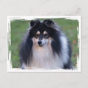 Carte postale photo Sheltie