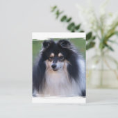 Carte postale photo Sheltie (Debout devant)