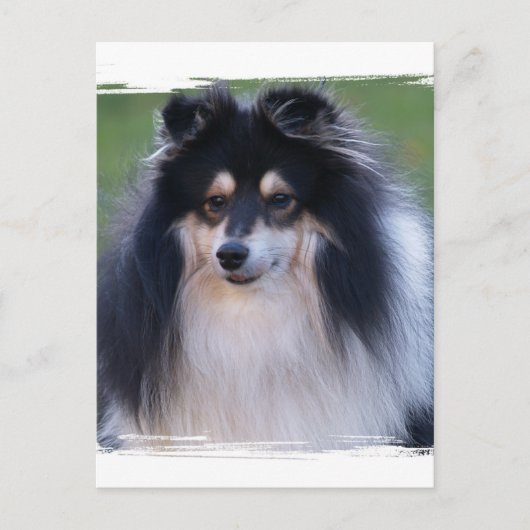 Carte postale photo Sheltie (Devant)