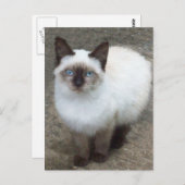 Carte postale photo Siamese Kitten (Devant / Derrière)