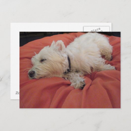 Carte postale photo Sleeping Westie (Devant / Derrière)