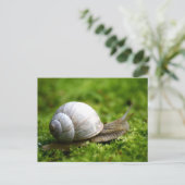 Carte postale Photo Snail (Debout devant)