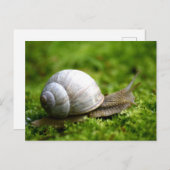 Carte postale Photo Snail (Devant / Derrière)