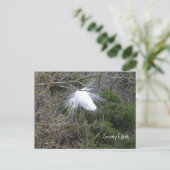 Carte postale Photo Snowy Egret (Debout devant)