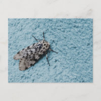 Photo Snowy Leopard Moth