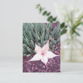 Carte Postale Photo Starfish Cactus (Debout devant)