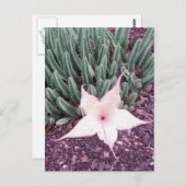 Carte Postale Photo Starfish Cactus (Devant / Derrière)