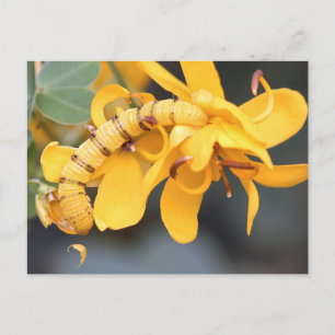 Carte postale photo Sulpher sans nuages