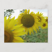Carte postale Photo Sunflower (Devant)