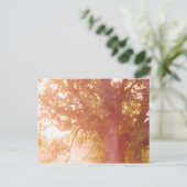 Carte Postale Photo Sunrise de l'érable à sucre (Debout devant)