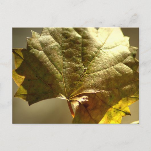Carte Postale Photo sur feuille d'or activée (Devant)