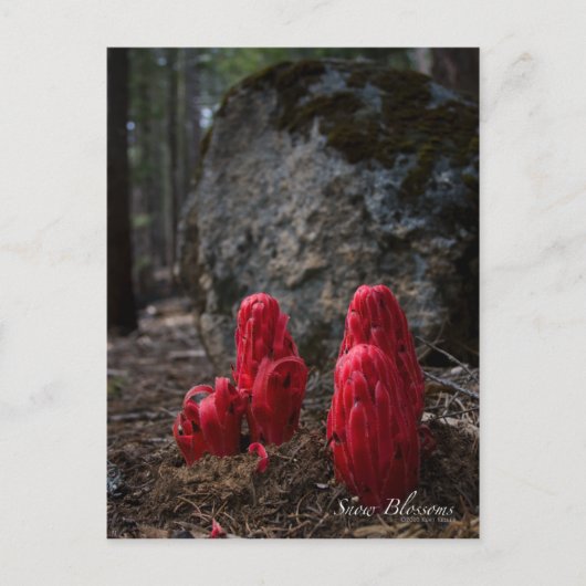 Carte Postale Photo sur les fleurs de neige (Devant)