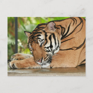Carte postale Photo Tiger dormant