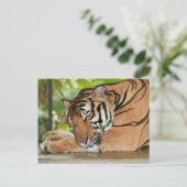 Carte postale Photo Tiger dormant (Debout devant)