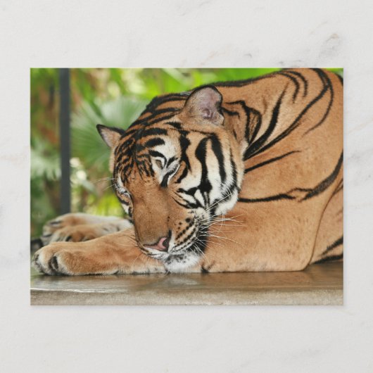 Carte postale Photo Tiger dormant (Devant)