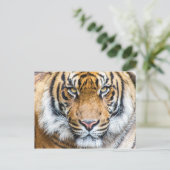 Carte Postale Photo Tiger Face (Debout devant)