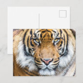 Carte Postale Photo Tiger Face (Devant / Derrière)