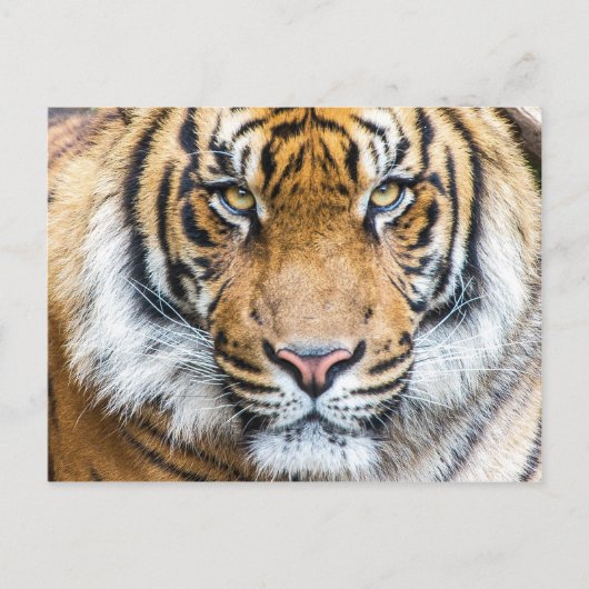 Carte Postale Photo Tiger Face (Devant)