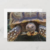 Carte Postale Photo Tortoise (Devant / Derrière)