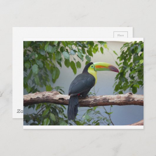 Carte Postale Photo Toucan (Devant / Derrière)