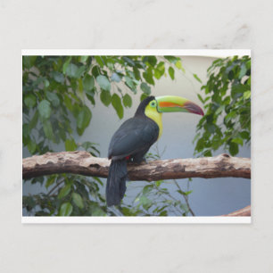 Carte Postale Photo Toucan