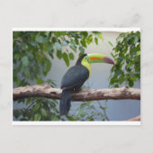 Carte Postale Photo Toucan (Devant)