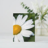 Carte Postale photo, une margueritte, police vert (Debout devant)