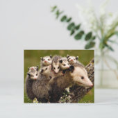 Carte postale photo vintage (Debout devant)